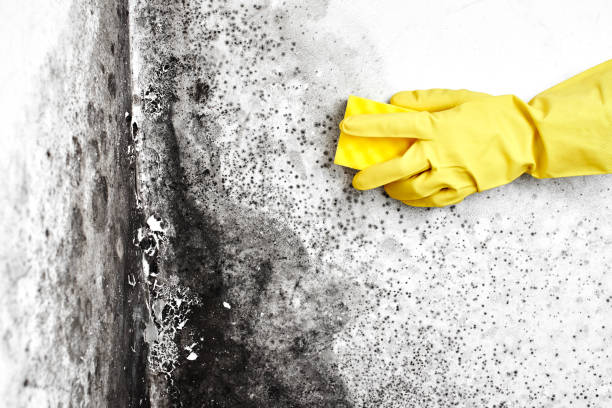 Best Mold Remediation for Vacation Homes  in Utica, MI